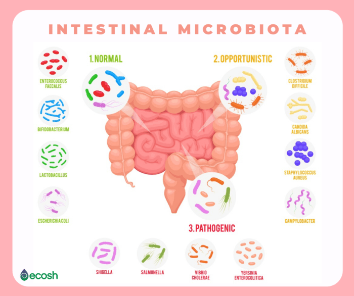 Gut intestinal probiotics bacteria health flora vector background poster isolated icons concept white colon
