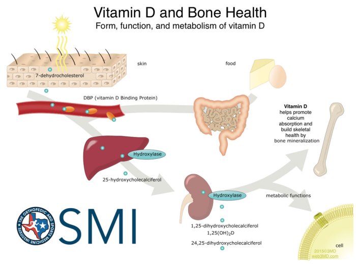 Calcium bones health vitamin bone importance cuff recovery torn rotator tips adequate necessary age any epilepsyu